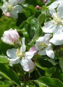 果樹園案内　リンゴの木　春