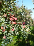 果樹園案内　リンゴの木　秋