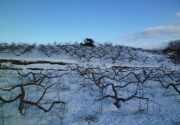 雪が降り積もるサンふじの畑