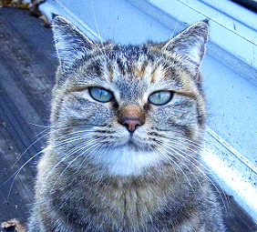 にゃんこ写真キキ