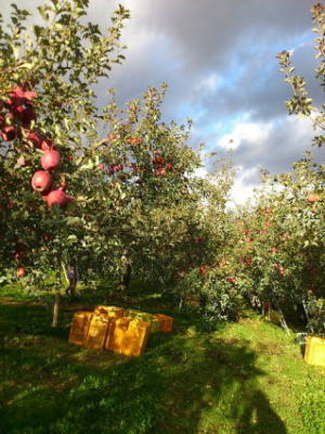 鈴木果樹園　リンゴ