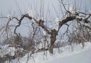 �����������̉ʎ��̗l�q