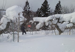 雪下ろしをしている様子