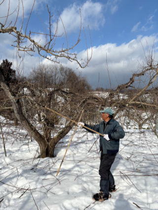剪定している様子