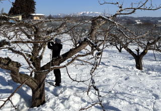 �؂���ɖ��h���Ă�����