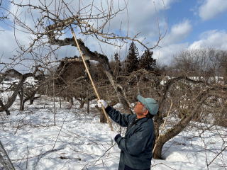 剪定の様子